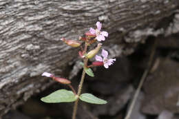 Image of Wright's waxweed