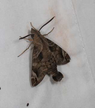 Macroglossum prometheus Boisduval (1875) resmi