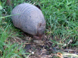 Image of Brazilian Lesser Long-nosed Armadillo