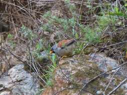 Image of Great Inca Finch