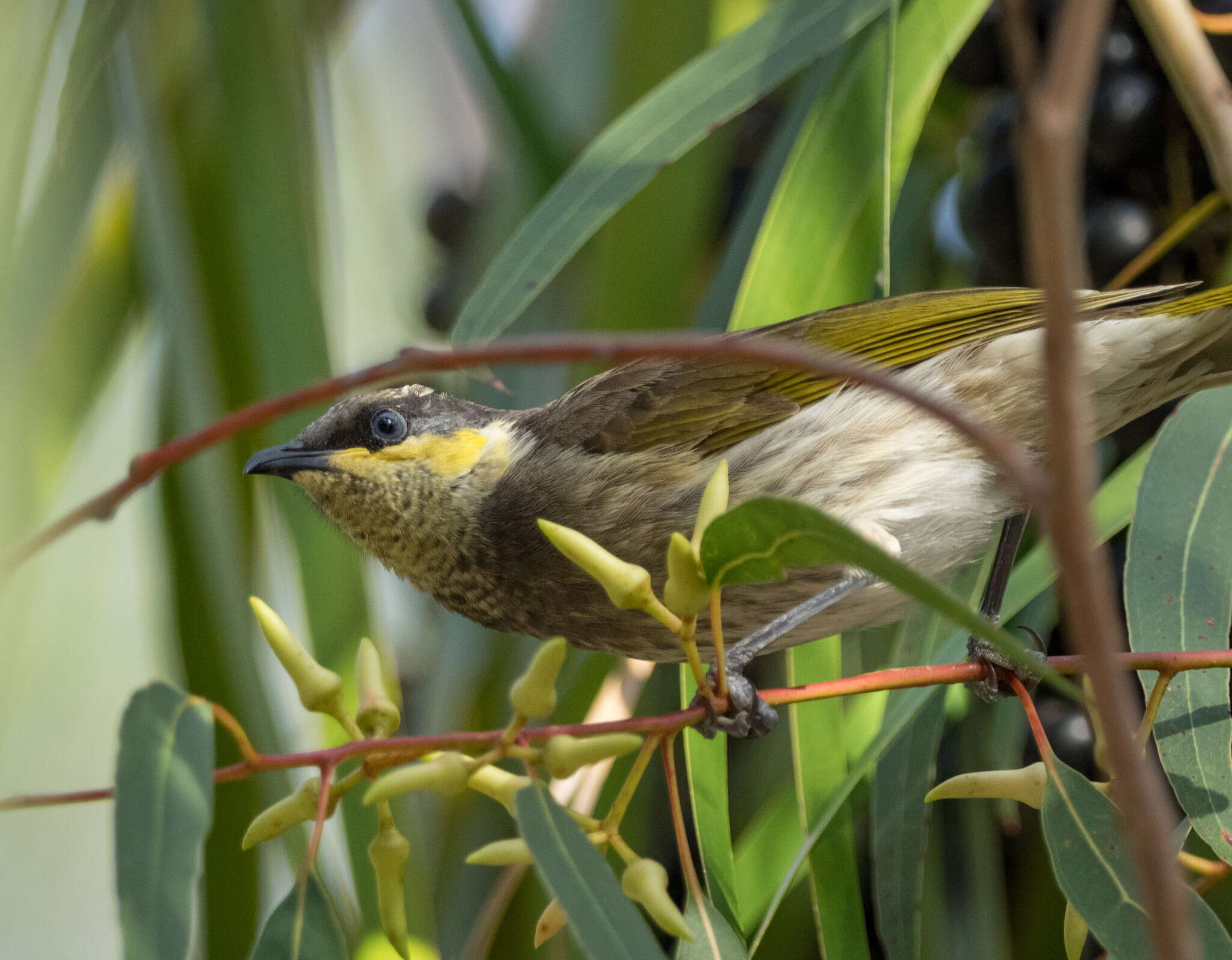 Image of Mangrove Honeyeater