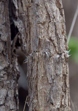 Image of Capparis canescens Banks ex DC.