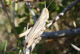 Image of Euchorthippus chopardi Descamps 1968