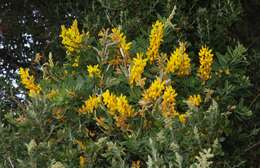 Image of leafy broom