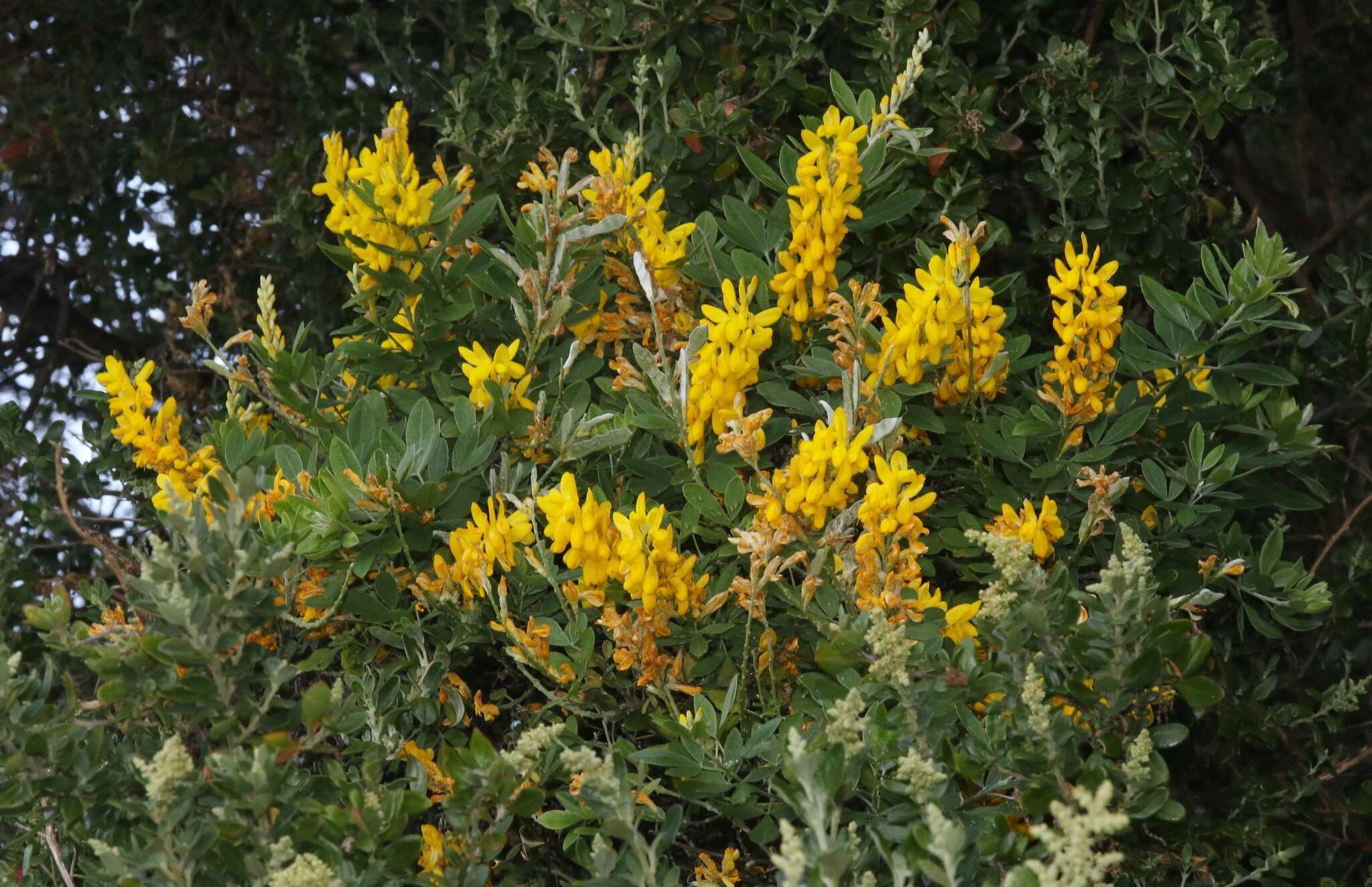 Image of leafy broom