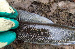 Image of Small snakehead