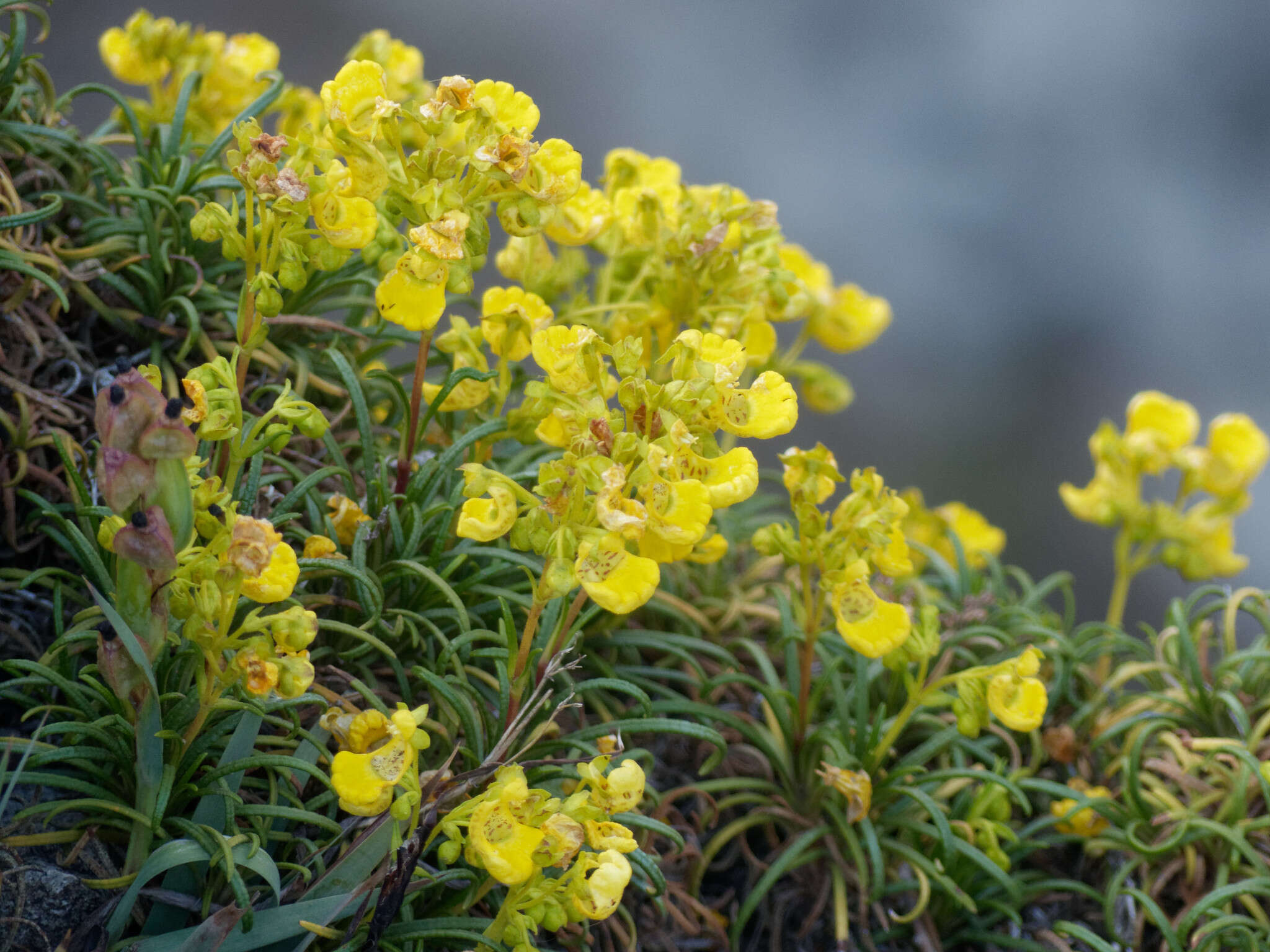 Image of Calceolaria pinifolia Cav.