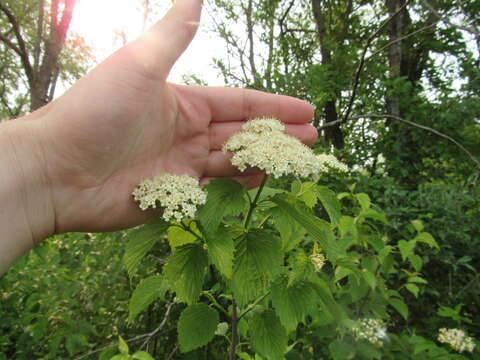 Image de Viburnum recognitum Fern.