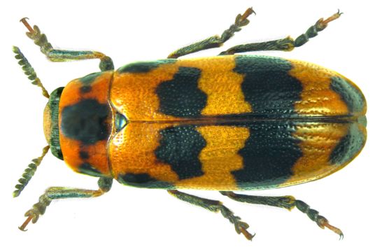 Image of <i>Paraclytra gambiensis</i> Lacordaire 1848