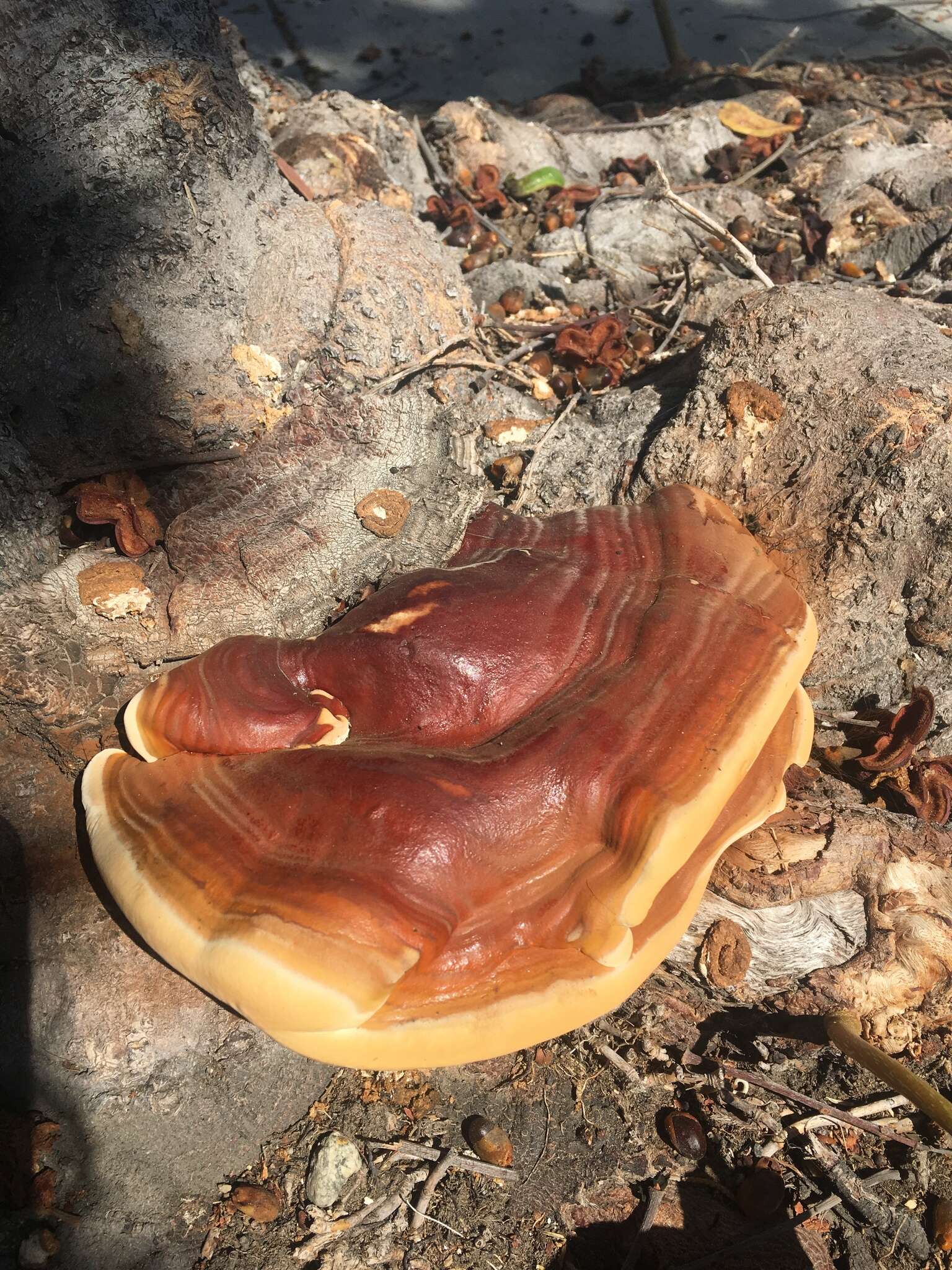 Image of Ganoderma polychromum (Copel.) Murrill 1908