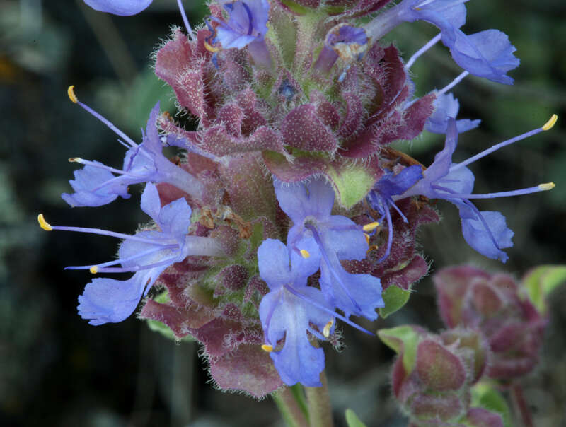 Plancia ëd Salvia dorrii var. incana (Benth.) Strachan