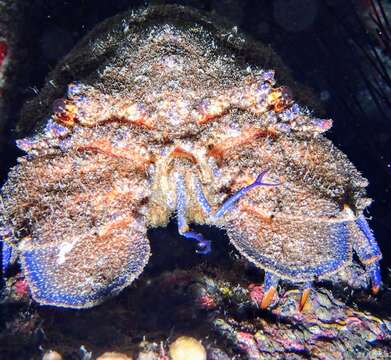 Image of Mediterranean Slipper Lobster