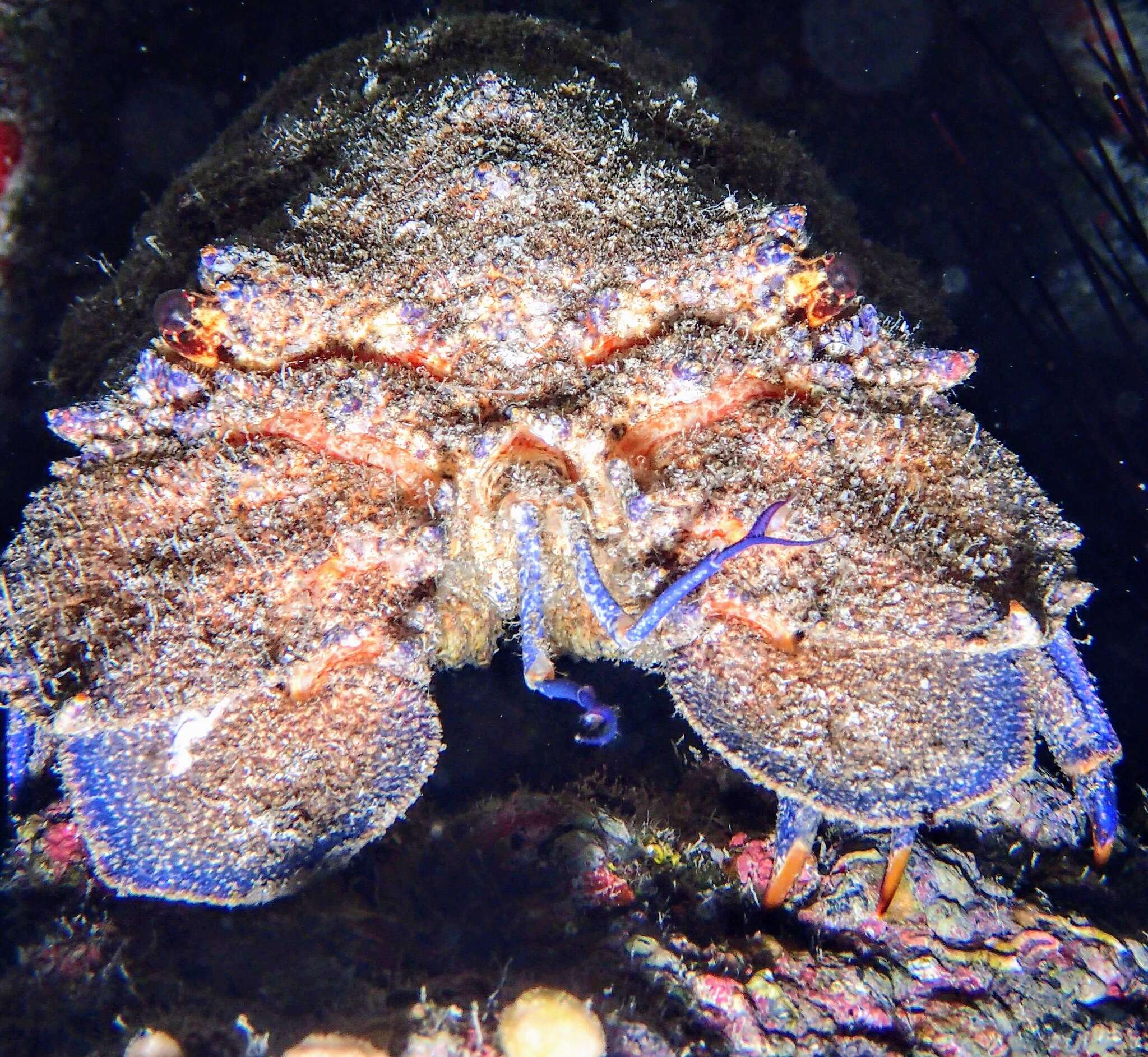 Image of Mediterranean Slipper Lobster