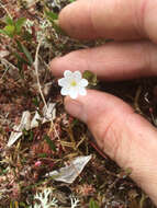 صورة Lysimachia europaea (L.) U. Manns & Anderb.