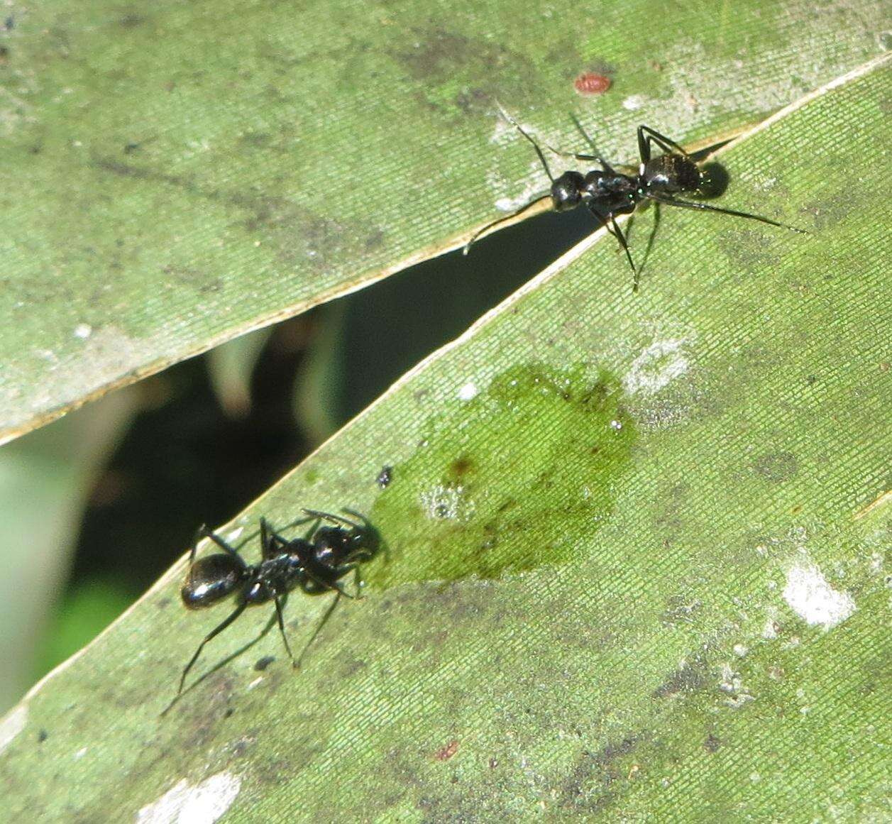 Image of Camponotus arminius Forel 1910