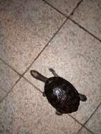 Image of Black Spine-necked Swamp Turtle
