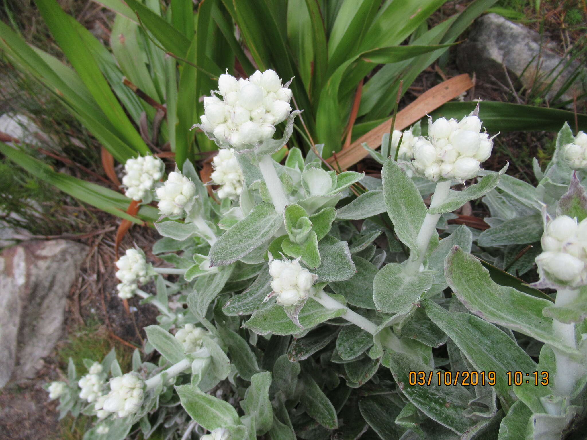 Helichrysum fruticans (L.) D. Don resmi