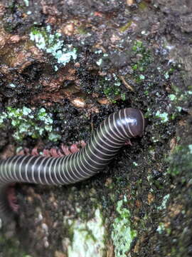 Image of Australocricus sennae (Silvestri 1897)