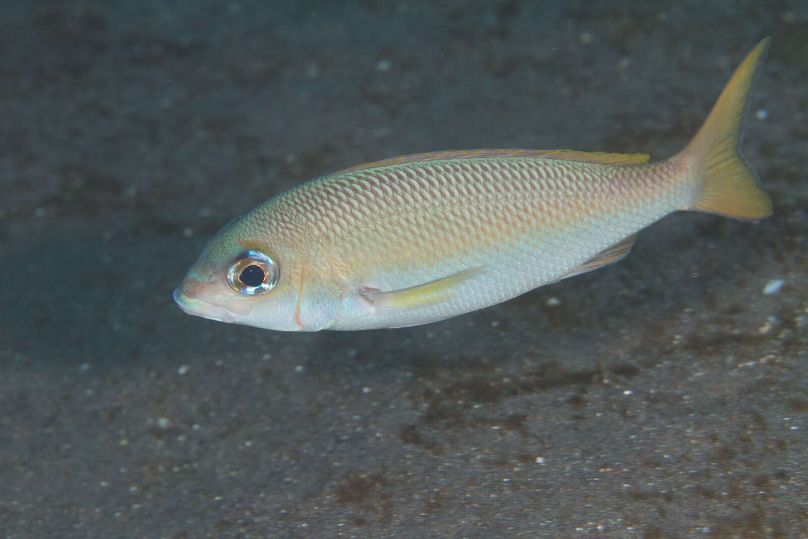 Image of Pale monocle bream