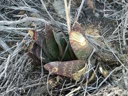 Слика од Gasteria disticha var. robusta van Jaarsv.