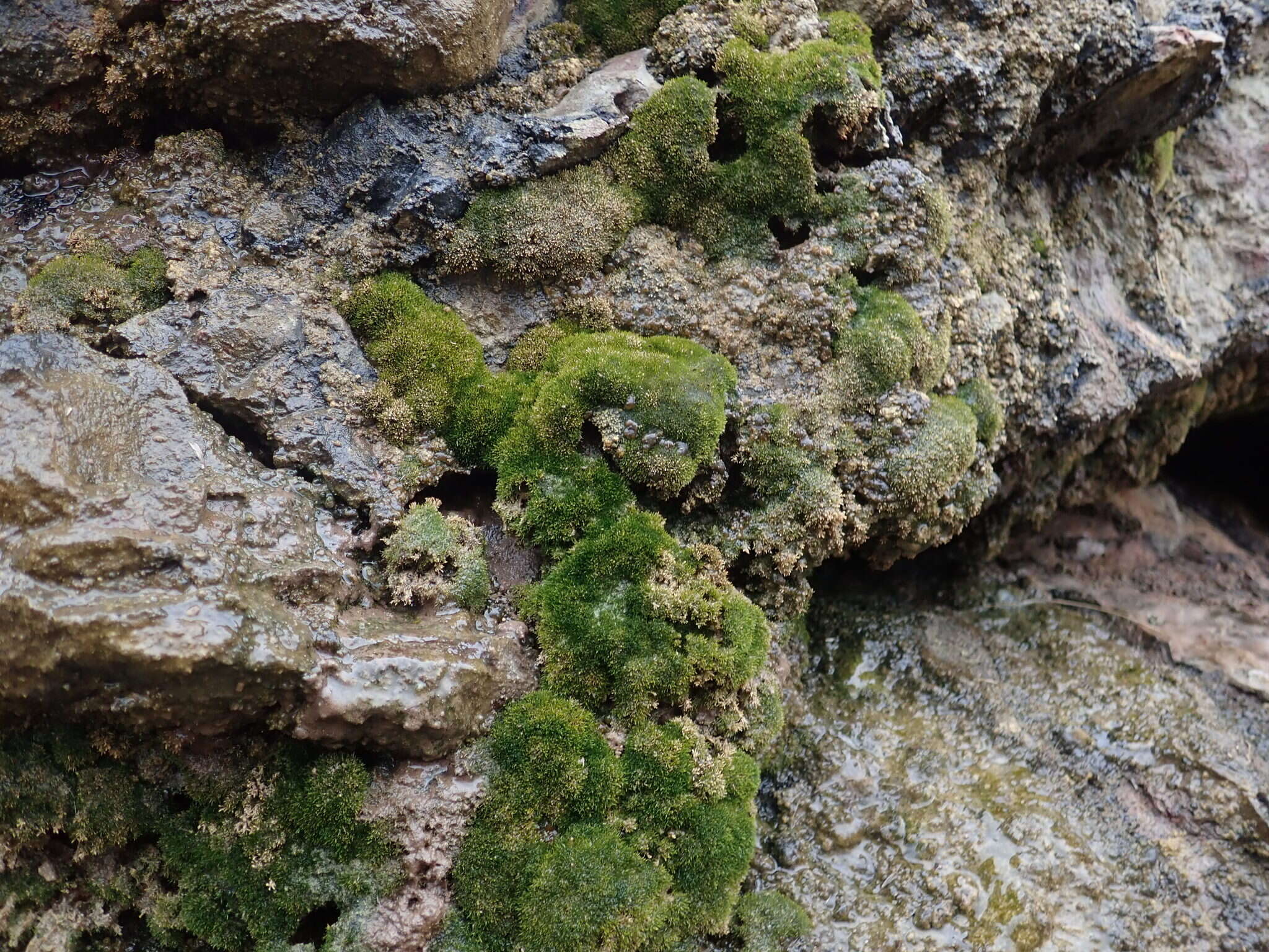 Image of eucladium moss