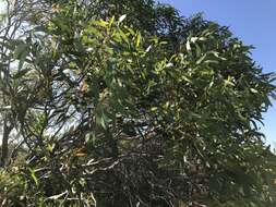 Imagem de Eucalyptus diversifolia subsp. diversifolia