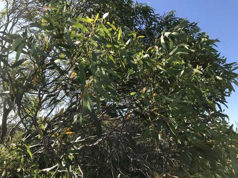 Image of Eucalyptus diversifolia subsp. diversifolia