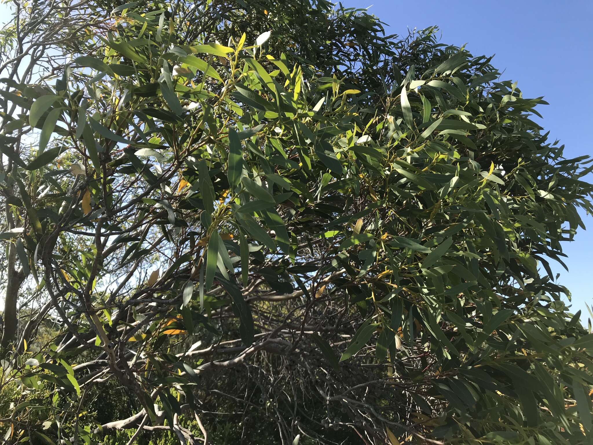 Image of Eucalyptus diversifolia subsp. diversifolia