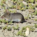 Image of Olive Grass Mouse