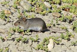 Image of Olive Grass Mouse