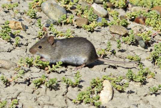 Image of Olive Grass Mouse