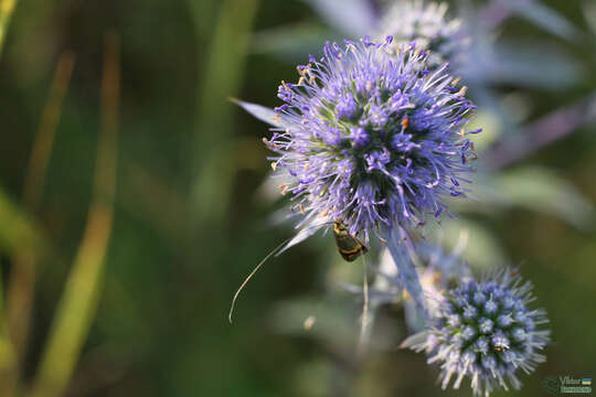 Imagem de Nemophora dumerilella (Duponchel 1839)