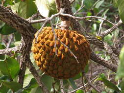 Image of Annona crassiflora Mart.