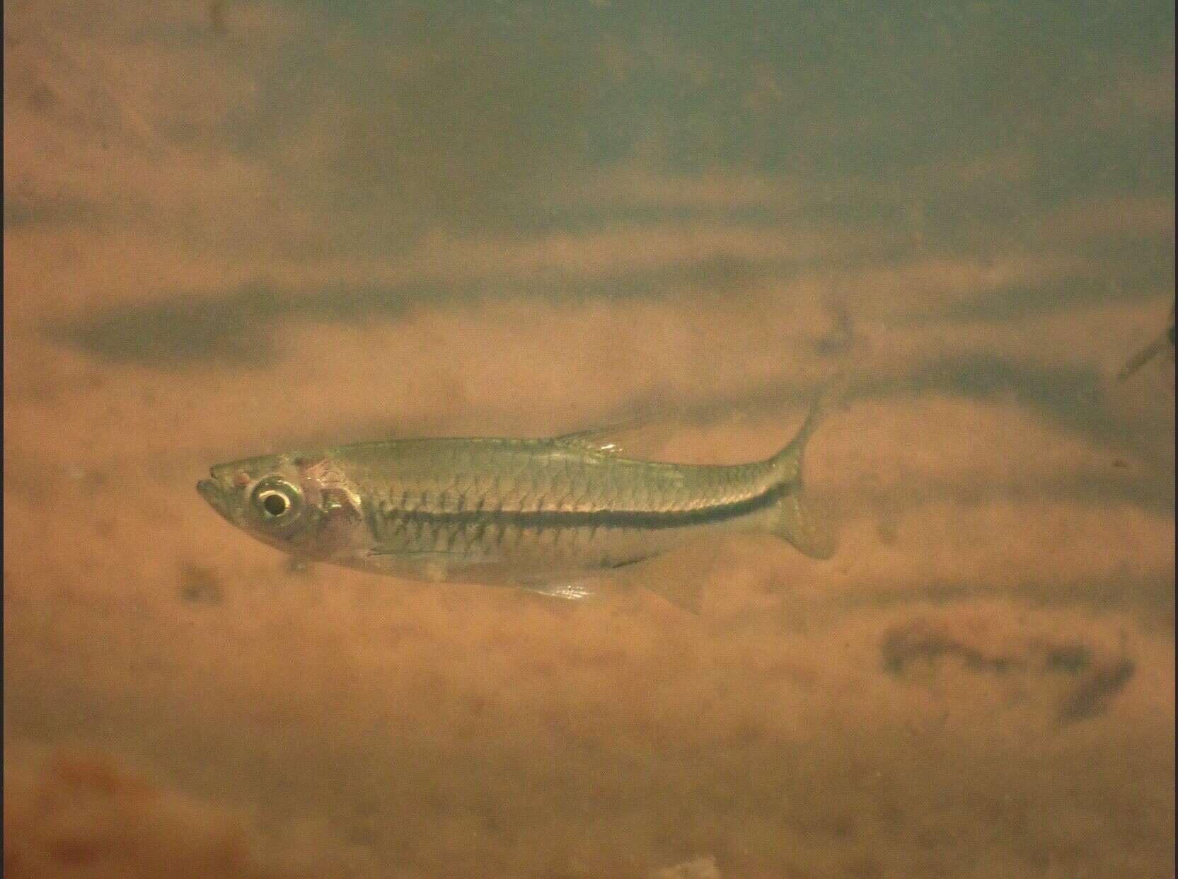 Image of Chinese rasbora