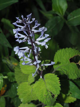 Image of Plectranthus zuluensis T. Cooke