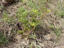 Image of carrotleaf biscuitroot