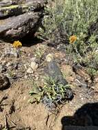 Image de Thelesperma subnudum A. Gray