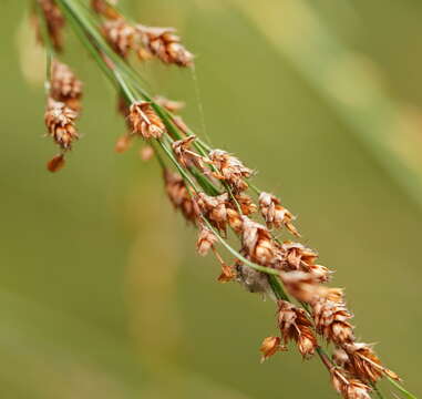 Слика од Baloskion tetraphyllum subsp. tetraphyllum