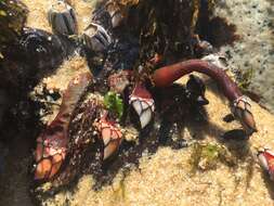 Image of Pacific goose barnacle