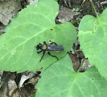 Image of Laphria sericea Say 1823