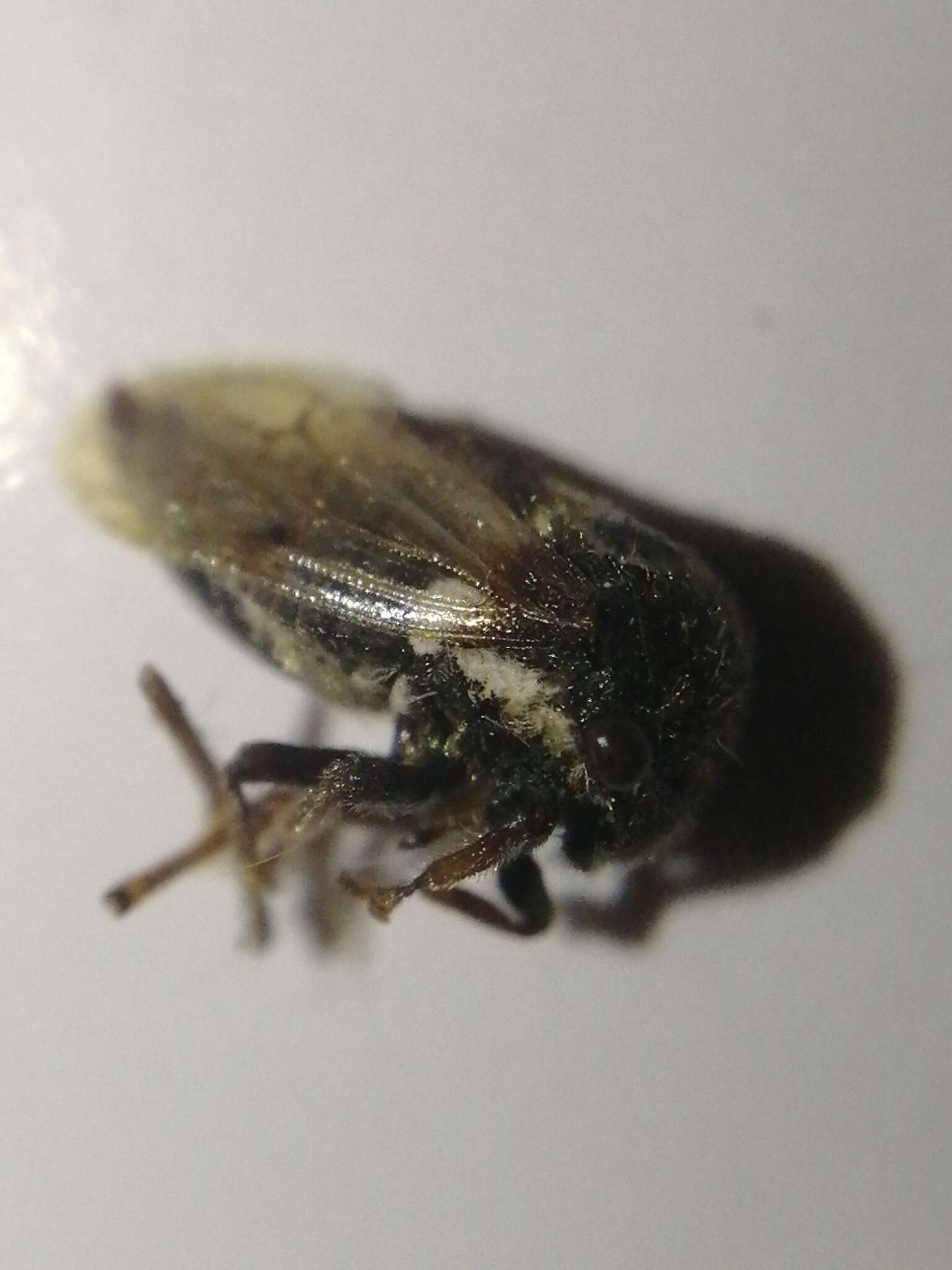 Image of Treehopper