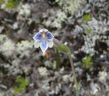 Image of Hybrid sun orchid