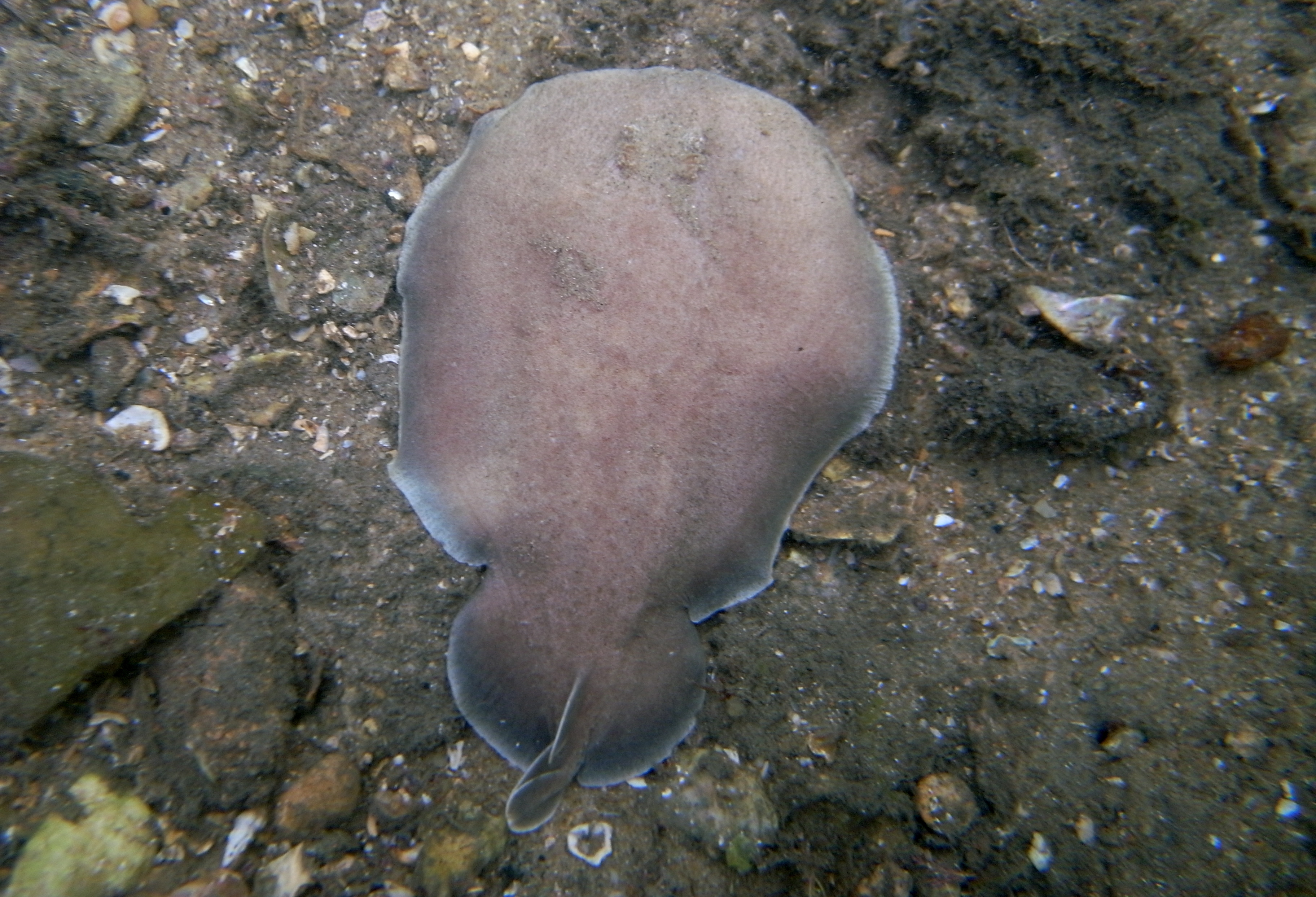 Image of Coffin Ray
