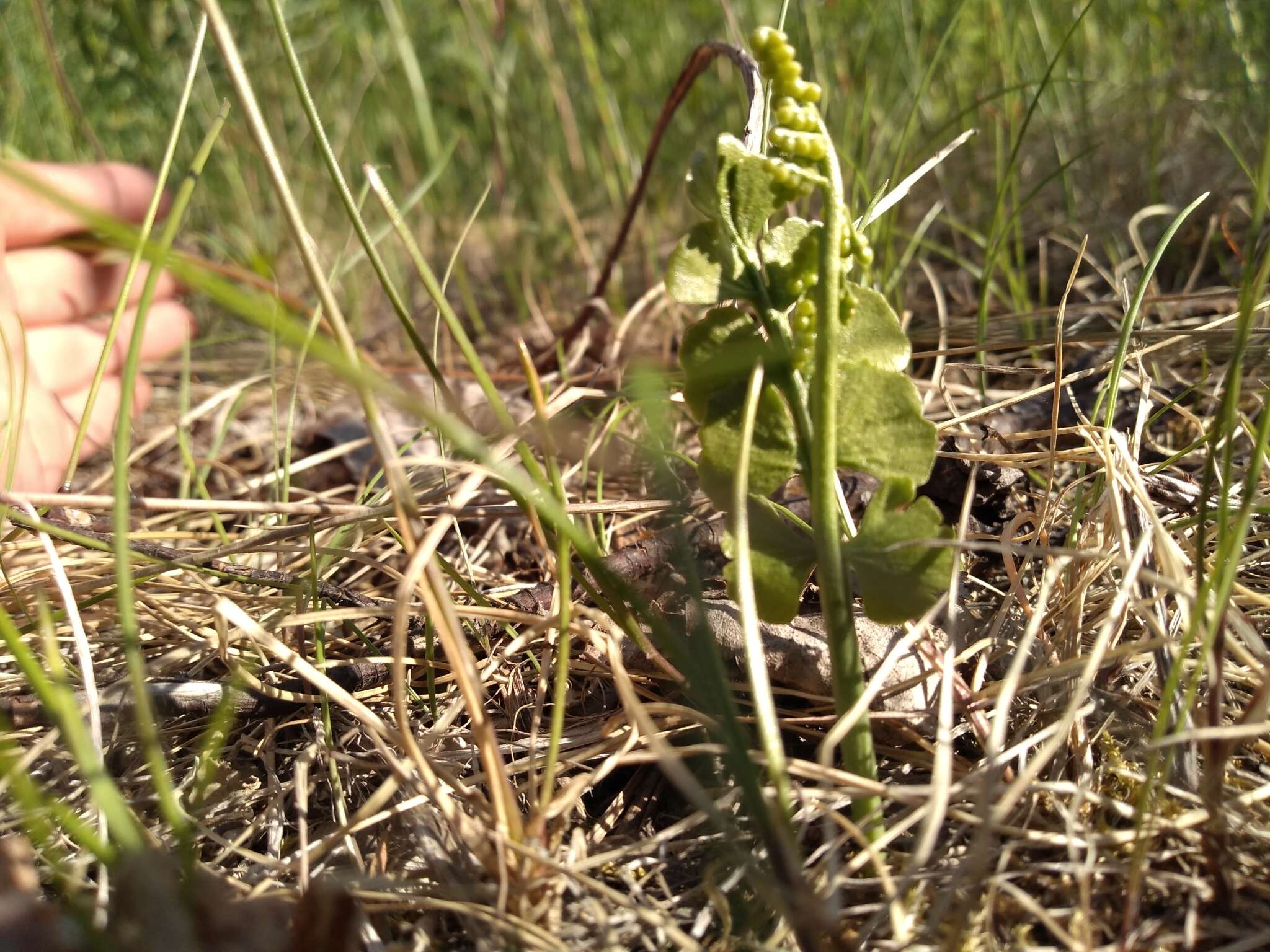 Image of Botrychium neolunaria Stensvold & Farrar