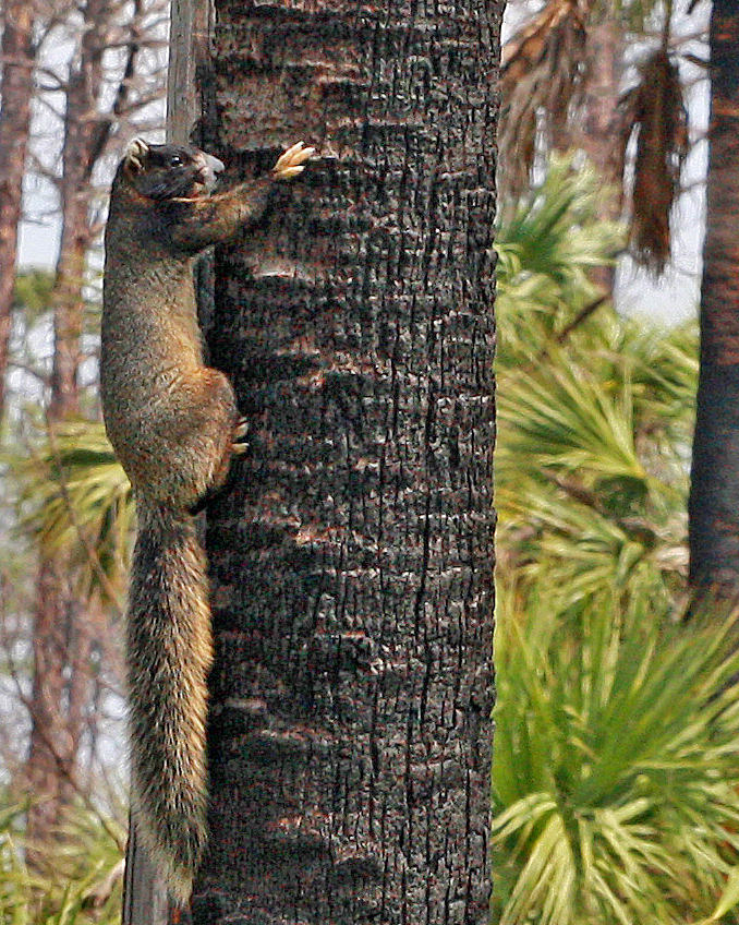 Eastern Fox Squirrel Encyclopedia Of Life
