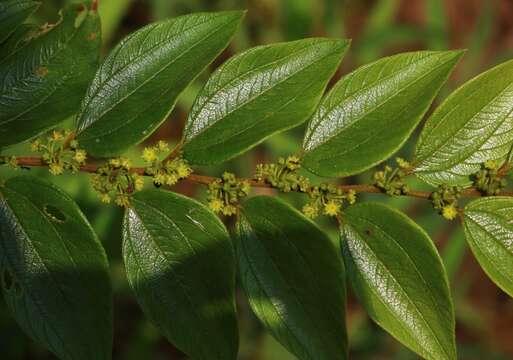 Image of Ziziphus oenopolia (L.) Mill.