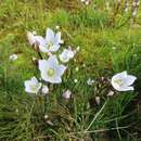 Imagem de Gentianella muelleriana subsp. muelleriana