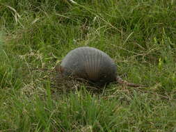 Image of Brazilian Lesser Long-nosed Armadillo