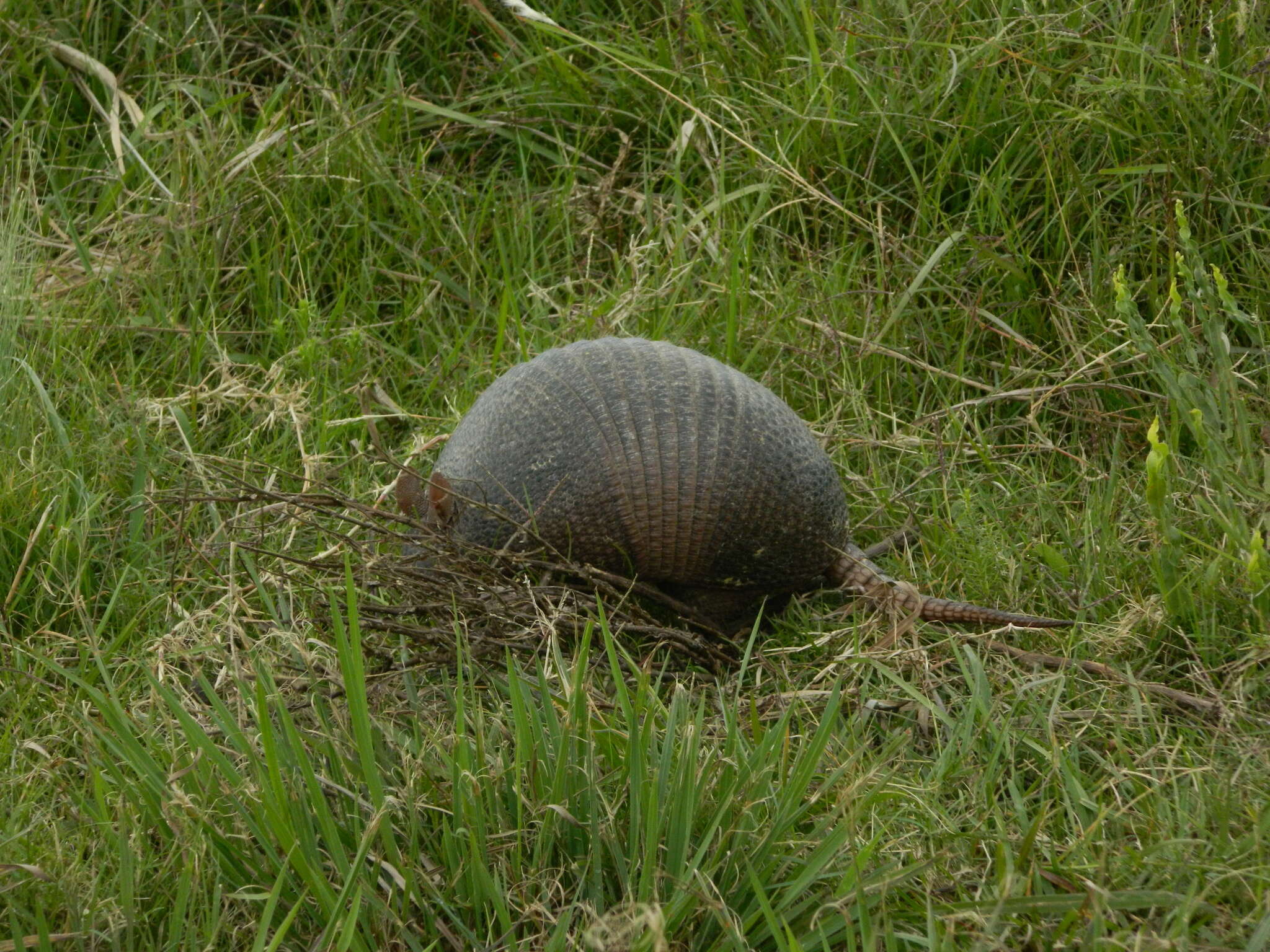 Image of Brazilian Lesser Long-nosed Armadillo