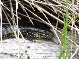 Image of Western Glossy Swamp Skink